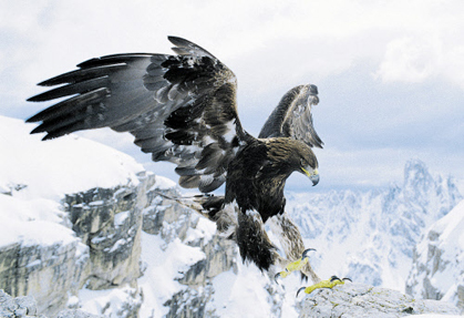 Bessere Technik macht auch den Steinadler telegen, ganz im Sinne von " Universum"-Chef Andrew Solomon. Bessere Technik macht auch den Steinadler telegen, ganz im Sinne von " Universum"-Chef Andrew Solomon.