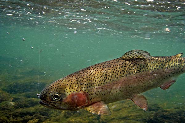 Eine Regenbogenforelle am Angelhaken ... ob sich die Fische über längere Zeit an den Geruch von Raubfischen erinnern, dürfte auch von ihrer Persönlichkeit abhängen.