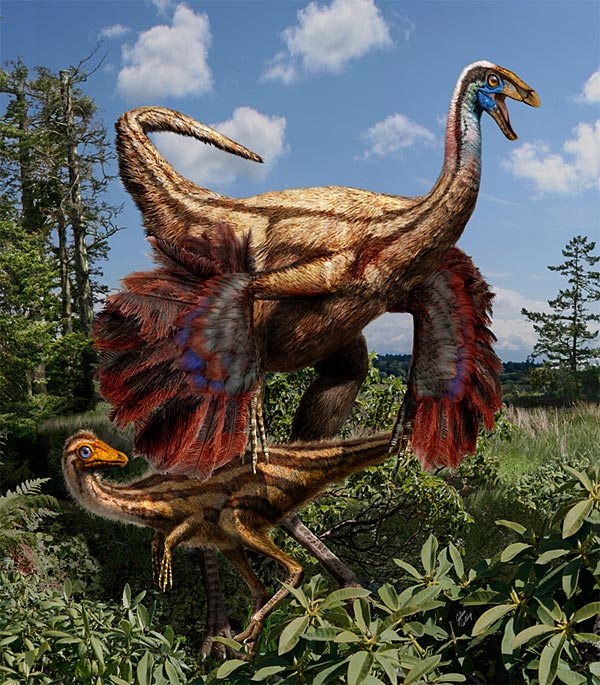 Ornithomimus edmontonicus - hier eine Rekonstruktion - ist der erste gefiederte Dinosaurier in der westlichen Hemisphäre. Möglicherweise dienten ihm seine Federn für die Balz.