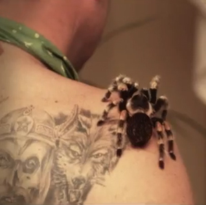 Kurt Scheuchs Tattoo: In der nordischen bzw. der germanischen Mythologie, die beide heroisch-kriegerischen Charakter haben, sind sowohl Wolfskopf als auch Kriegerfigur mit Wikinger-Helm stetig wiederkehrende Motive. Kurt Scheuchs Tattoo: In der nordischen bzw. der germanischen Mythologie, die beide heroisch-kriegerischen Charakter haben, sind sowohl Wolfskopf als auch Kriegerfigur mit Wikinger-Helm stetig wiederkehrende Motive.