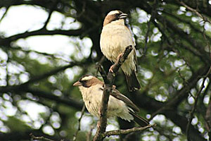 Ein Mahaliweber-Pärchen: Oben das Männchen, unten das Weibchen. Ein Mahaliweber-Pärchen: Oben das Männchen, unten das Weibchen.