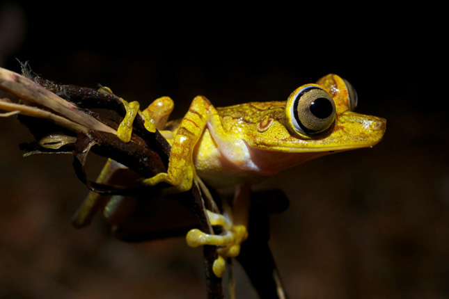 Die Nebelwälder Ecuadors zählen weltweit zu den Regionen mit der höchsten Artenvielfalt.