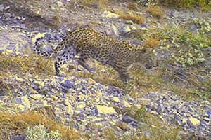 In die Fotofalle getappt: Beinahe schon eine europäische Großkatze. In die Fotofalle getappt: Beinahe schon eine europäische Großkatze.