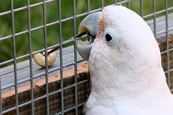  ... um damit nach dem 
begehrten Futter zu angeln.