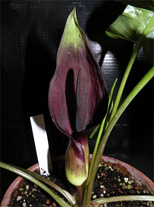 Die Kesselfallenblume Arum elongatum. Sie und ihre Verwandten verleiten Insekten mit Tricks zur Bestäubung. Die Kesselfallenblume Arum elongatum. Sie und ihre Verwandten verleiten Insekten mit Tricks zur Bestäubung.