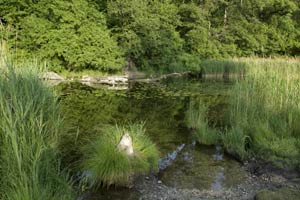 Das Wasserreservoir in der Lobau könnte als Notspeicher für die Stadt Wien dienen.