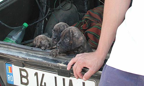 3.000 bis 4.000 Hunde werden pro Jahr illegal nach Österreich importiert. Viele werden zu früh von der Mutter getrennt und sind weder geimpft noch gechippt.