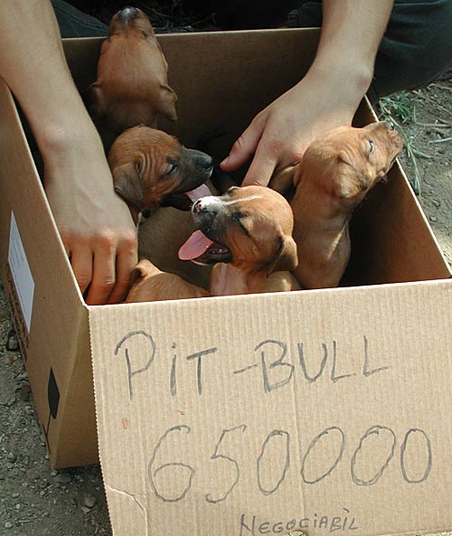 650.000 rumänische Lei für einen Pit Bull. Das sind umgerechnet rund 143 Euro, aber dabei handelt es sich nur um die Verhandlungsbasis.