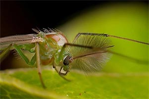 Die Zuckmücke Chironomus riparius lebt an Süßgewässern in ganz Europa. An ihrem Beispiel untersuchten die Wissenschafter die Effekte des globalen Klimawandels. Die Zuckmücke Chironomus riparius lebt an Süßgewässern in ganz Europa. An ihrem Beispiel untersuchten die Wissenschafter die Effekte des globalen Klimawandels.