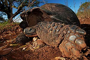 Galapagos-Riesenschildkröten wandern auf bis zu zehn Kilometer langen Routen die Abhänge ihrer Heimatinsel hinauf und hinunter. Galapagos-Riesenschildkröten wandern auf bis zu zehn Kilometer langen Routen die Abhänge ihrer Heimatinsel hinauf und hinunter.
