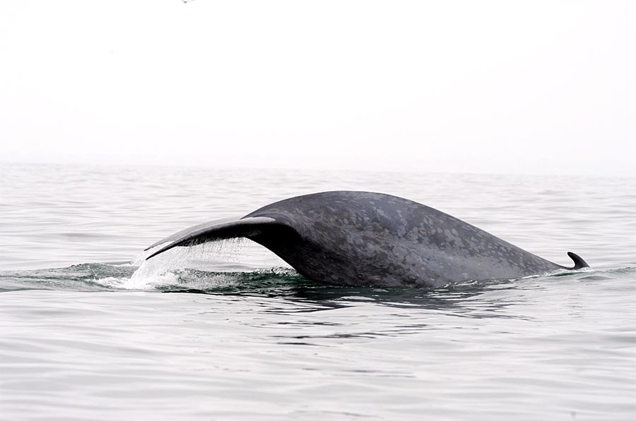 Ein Blauwal taucht ab. Um sich möglichst viel Krill einzuverleiben, drehen sich 
die Riesen um die eigene Achse. 