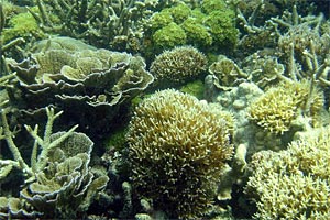 Ein Korallenriff vor der indonesischen Insel Sulawesi. Deutsche Wissenschaftler haben ein mathematisches Modell entwickelt, mit dem sie die Auswirkungen unterschiedlicher Szenarien der Ozeanversauerung nachvollziehen können. Ein Korallenriff vor der indonesischen Insel Sulawesi. Deutsche Wissenschaftler haben ein mathematisches Modell entwickelt, mit dem sie die Auswirkungen unterschiedlicher Szenarien der Ozeanversauerung nachvollziehen können.