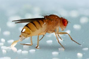 Drosophila melanogaster bei der Eiablage. Riechen die Fruchtfliegen an einer potenziellen Nahrungsquelle die Substanz Geosmin, dann machen sie automatisch einen großen Bogen darum. Drosophila melanogaster bei der Eiablage. Riechen die Fruchtfliegen an einer potenziellen Nahrungsquelle die Substanz Geosmin, dann machen sie automatisch einen großen Bogen darum.