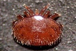 Die Varroa-Milbe ist in so gut wie jedem deutschen Bienenstock zu finden. Bei knapp einem Viertel der Völker ist der Befall so hoch, dass sie den Winter möglicherweise nicht überleben. Die Varroa-Milbe ist in so gut wie jedem deutschen Bienenstock zu finden. Bei knapp einem Viertel der Völker ist der Befall so hoch, dass sie den Winter möglicherweise nicht überleben.
