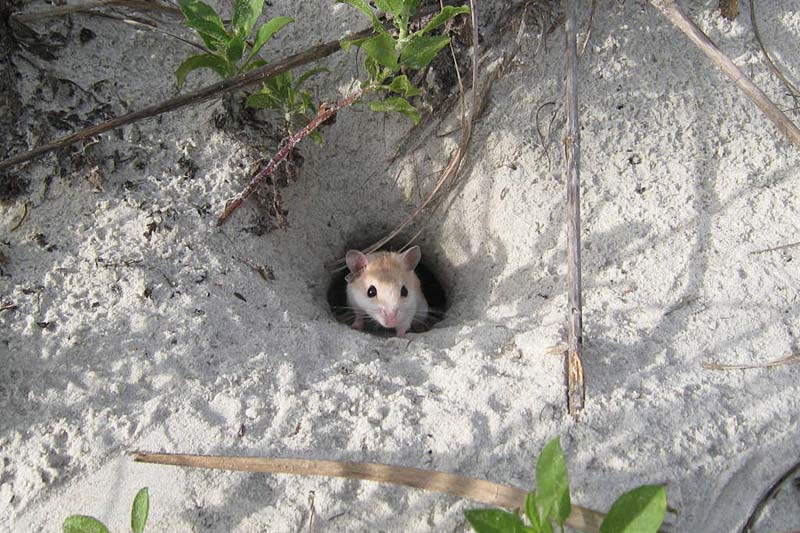 Der Plan für das komplexe Tunnelsystem dieser Maus steckt in ihrer DNA.