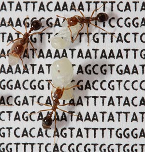 616 einzelnen Gene, mehr als die Hälfte eines Chromosoms, bestimmen bei der Rote Feuerameise (Solenopsis invicta), wer Königin wird und ob es nur eine gibt. 616 einzelnen Gene, mehr als die Hälfte eines Chromosoms, bestimmen bei der Rote Feuerameise (Solenopsis invicta), wer Königin wird und ob es nur eine gibt.