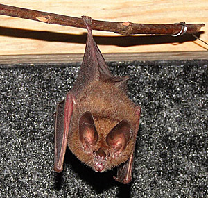 Eine Großohrfledermaus hängt für ein kleines Päuschen ab. Sie versteht es, mittels Echoortung auch bewegungslose Beute aufzuspüren.