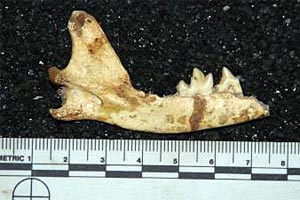 Ein Kieferfragment von 
Vulpes skinneri, es sind die ersten Überreste von Füchsen in der berühmten Malapa-Höhle in Südafrika.