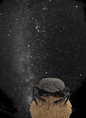 Das erste bekannte Tier, das sich auch an einer Galaxie orientiert: der
Skarabäus. Das erste bekannte Tier, das sich auch an einer Galaxie orientiert: der
Skarabäus.