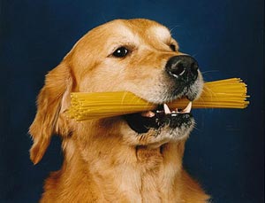 Der Hund besitzt allein zehn Erbgutabschnitte, die
es ihm ermöglicht, Stärke immer besser und schneller zu verdauen. Der Hund besitzt allein zehn Erbgutabschnitte, die
es ihm ermöglicht, Stärke immer besser und schneller zu verdauen.