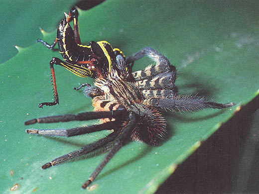 Ein Weibchen der Spinnenart Cupiennius salei hat eine Heuschrecke erbeutet. Wie Wiener Forscher nun nachweisen konnten, reicht der Spinne ein leiser Lufthauch, um genau zu wissen, wo sie hinspringen muss.