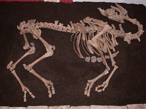 So sieht das Skelett des vor rund 350 Jahren in Niederösterreich gestrandeten Wüstenschiffs aus. Forscher konnten rekonstruieren, dass es sich dabei um eine männliche Kreuzung aus Trampeltier und Dromedar handelt.