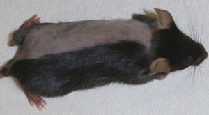 Das Öl für das Haar mit dem Rizinusöl