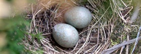 foto: banob / pixelio.de