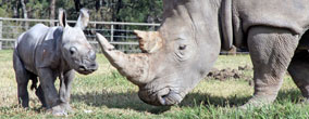 foto: taronga zoo