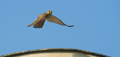 foto: popphackner photography