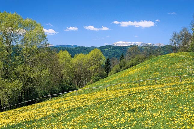 foto: steiermark tourismus/hans wiesenhofer