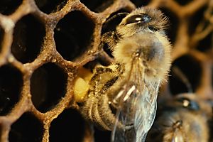 Faszinierende Aufnahmen der Insekten