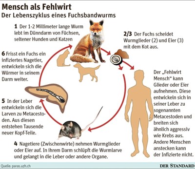 Die Behandlung der Kücken von den Würmern