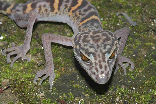 Geschwindigkeit datieren hamburg gecko