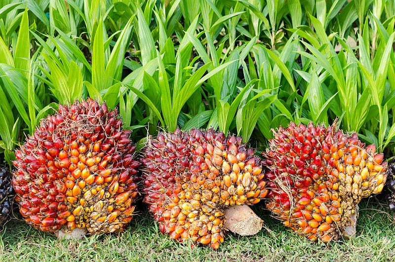 Unter Verdacht Palmöl könnte Krebs befeuern Gesunde