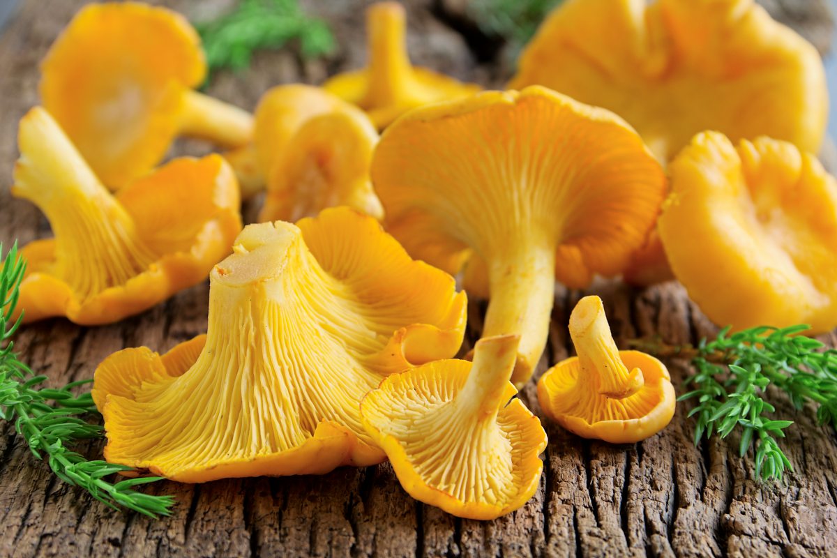 Unsere drei Besten: Rezepte mit Eierschwammerln - Unsere drei Besten ...