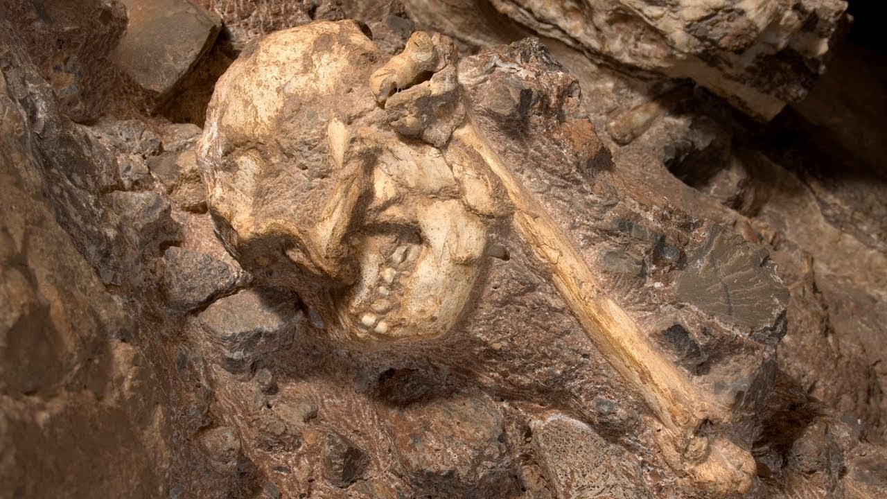 Nahezu kompletter Australopithecus präsentiert