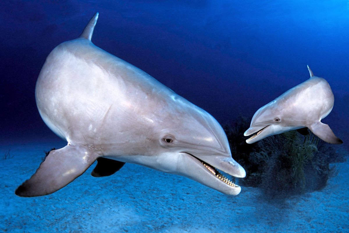 Delfine erkennen eigenes Spiegelbild früher als Menschen