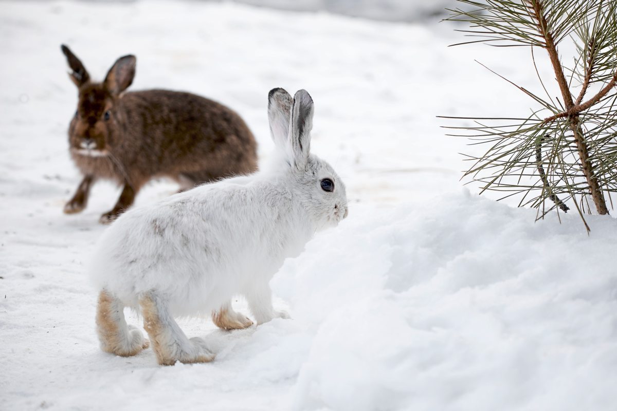 Klimawandel lässt Schneehasen braun werden Natur