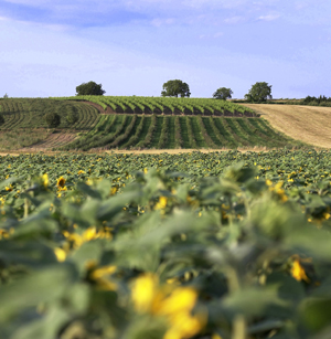 Weinbau in Österreich Wein derStandard.at › Lifestyle