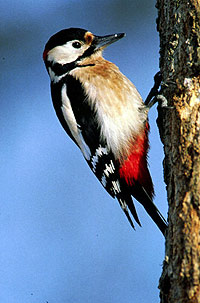 Dem Specht ist es in Wien sehr recht - Natur - derStandard.at › Wissenschaft