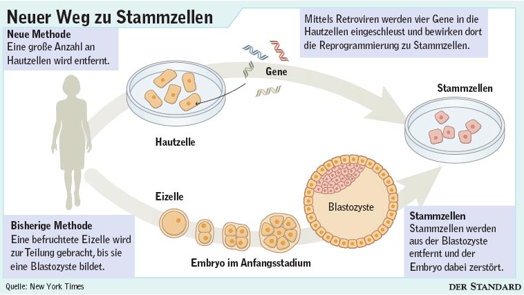 Meilenstein in der Stammzellenforschung - Mensch - derStandard.at › Wissenschaft