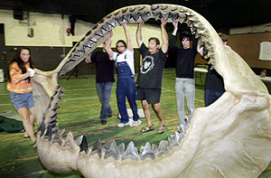 Die Kraftigsten Kiefer Der Welt Natur Derstandard At Wissenschaft