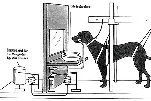 Pawlow'sche Reflexe in der Bildungsdebatte - Diskurs - derStandard.at ...
