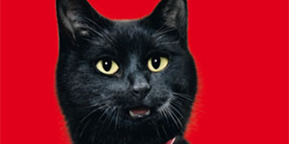 Ddfg Lasst Katzen Reden Werbung Derstandard At Etat