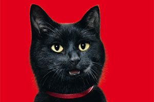 ddfg-l-sst-katzen-reden-etats-kampagnen-derstandard-at-etat