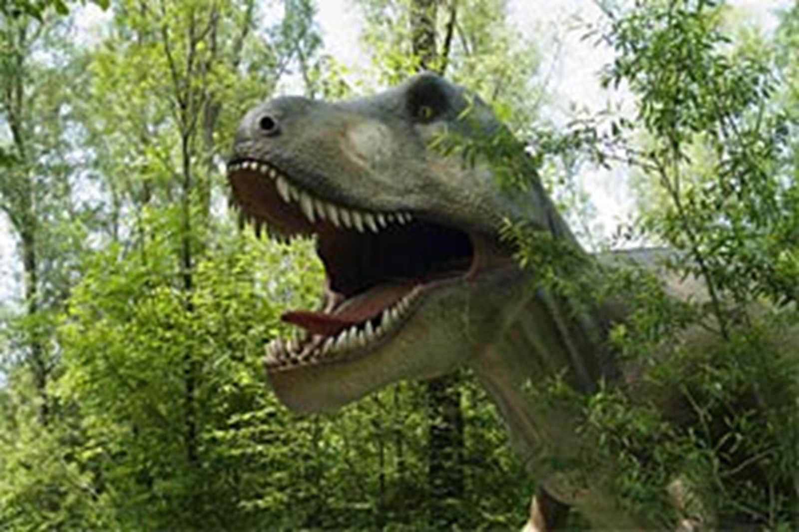 Auf dem Weg zum Vogel  wurden Dinosaurier  zu Vegetariern 