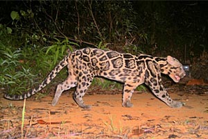 Schwarz Gestreifte Grosskatze In Asien Eine asiatische Großkatze wird neu definiert - Natur - derStandard.at