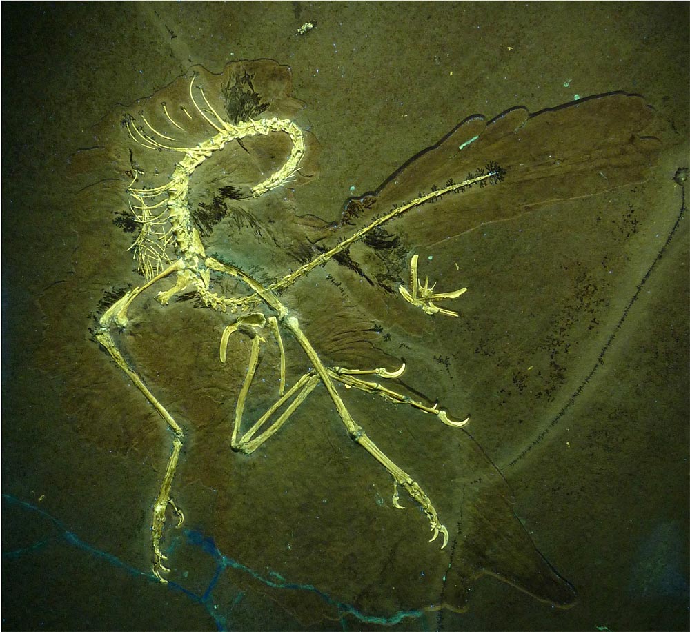 Bisher unbekanntes ArchaeopteryxExemplar aufgetaucht Natur