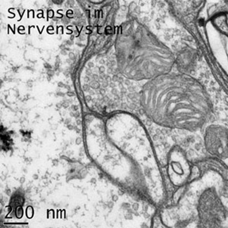 3d Einblicke In Reizleitung Bei Nervenzellen Mensch Derstandard At Wissenschaft